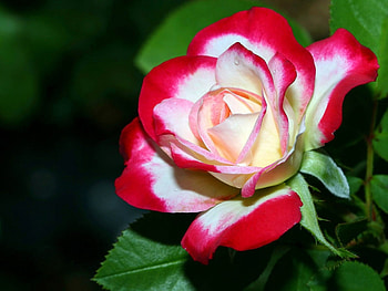 Plants, Flowers, Roses HD wallpaper