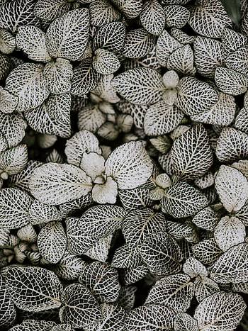 Leaves, Plant, Macro, Lines, Form, Striped HD phone wallpaper