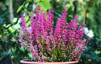 Flowers, Heather, Blur, Smooth, Pots, Plant Pot HD wallpaper
