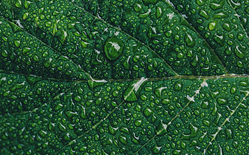 Green leaf , resolution, Water drops, Macro nature HD wallpaper