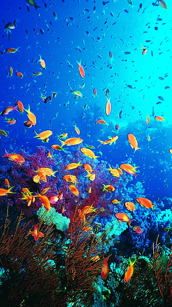 Fish Water, Colorful Fishes HD phone wallpaper