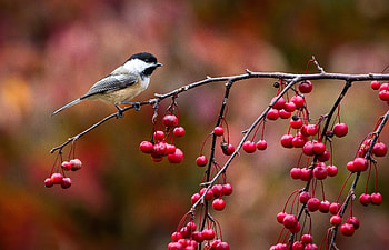 Bird, Animals, Autumn, Berries, Branch, Tit, Titica, Little Bird, Birdie, Titmouse, Sinicka HD wallpaper