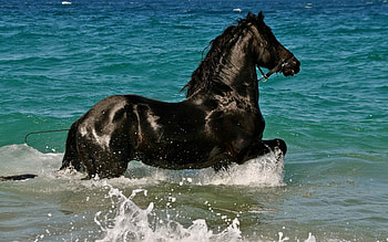 Horse, sea, summer, black, beautiful HD wallpaper