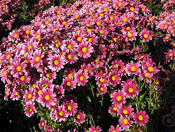 Flowers, Chrysanthemum, Garden, Lot, Sunny HD wallpaper
