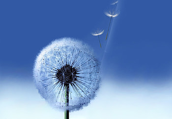 Plants, Background, Dandelions HD wallpaper