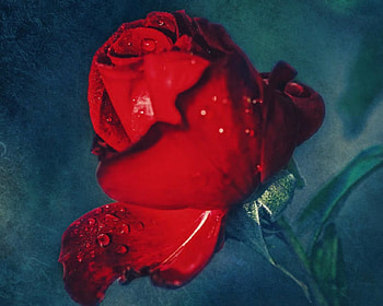 Red Rose, rose, nature, red, flower HD wallpaper