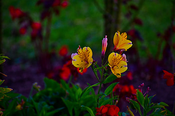Flowers, Bloom, Flowering, Alstroemeria, Flower Bed, Flowerbed HD wallpaper