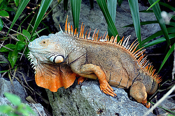 Animals, Grass, Iguana, Climb, Logs HD wallpaper