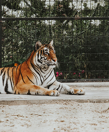 Animals, Lies, Muzzle, Predator, Tiger HD phone wallpaper
