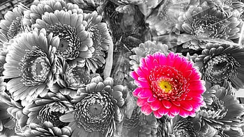 flower, macro HD wallpaper