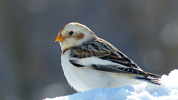Snow Bunting, animal, bunting, bird, snow HD wallpaper