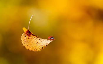 Plant, Macro, Sheet, Leaf, Insect, Ladybug, Crawl, Ladybird HD wallpaper