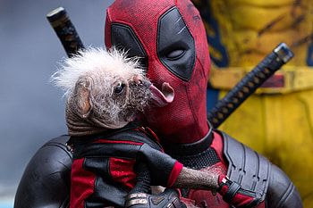 Deadpool & Wolverine: Adventure, Movie, Deadpool & Wolverine, Dogpool HD wallpaper