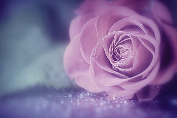 Lovely Rose, purple, nature, bloom, flower HD wallpaper