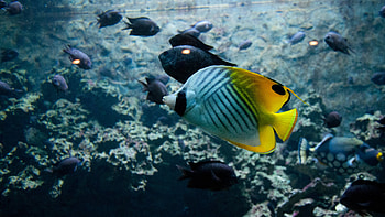 Butterflyfish marvel, resolution, Vibrant , Aquatic splendor HD wallpaper