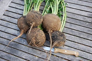 Radish runder schwarzer winter, Culinaris saatgut, Food HD wallpaper