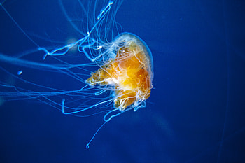 Animals, Jellyfish, Swimming, Underwater World, Aquarium, Tentacles HD wallpaper