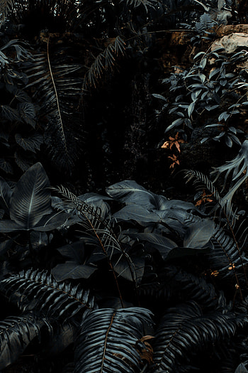 Plants, Nature, Bush, Dark, Fern, Tropical HD phone wallpaper