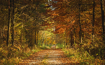 Forest Path, autumn, road, forest, path HD wallpaper