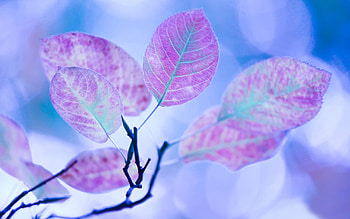 Plants, Leaves HD wallpaper