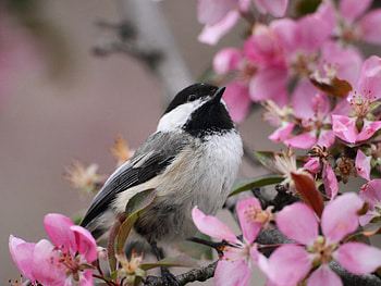 small bird among flowers, branch, wings, bird, flower HD wallpaper