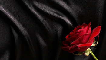 Rose , Captivating beauty, Full , elegance HD wallpaper