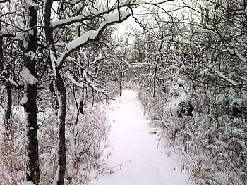 Snowy Trail, winter, trees, trail, snow HD wallpaper