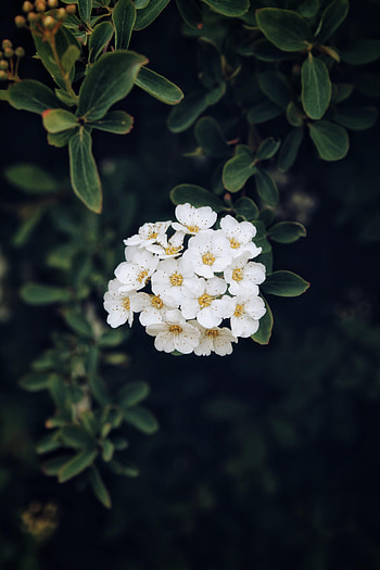 Flowers, Flower, Plant, Petals, Bloom, Flowering, Spirea HD phone wallpaper