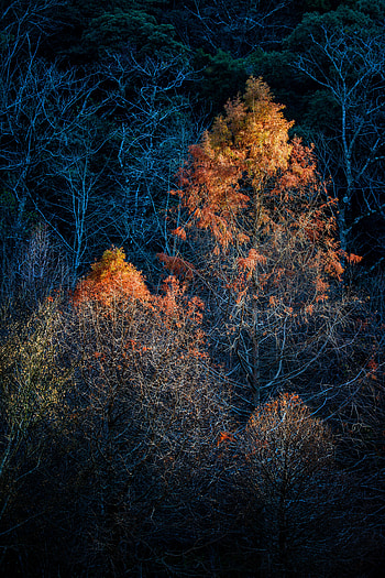 Nature, Trees, Autumn, Dark, Branches HD phone wallpaper