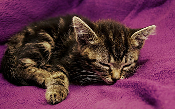 Animals, Cats HD wallpaper