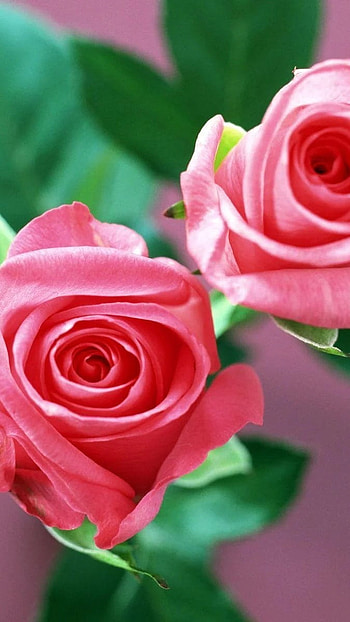 Beautiful Flowers Roses, Pink Rose HD phone wallpaper