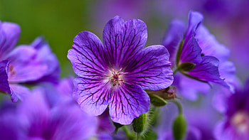 Plants, Flowers, Violet HD wallpaper
