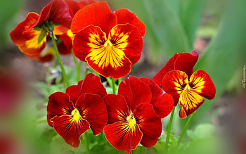 flowers spring, graphy, red, cool, flowers, nature, beauty HD wallpaper