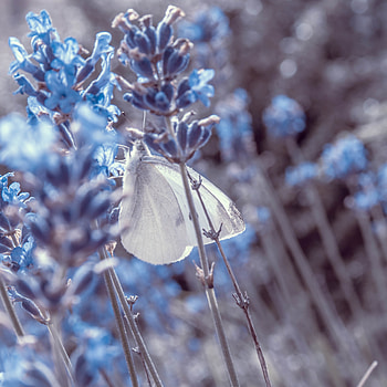 Flowers, Macro, Close-Up, Butterfly, Lavender HD phone wallpaper