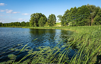 Lake, trees, nature, reeds HD wallpaper