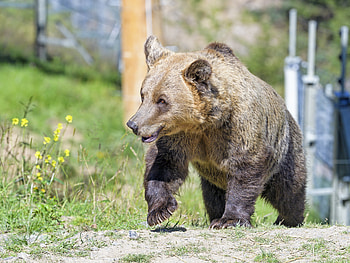 Animals, Muzzle, Bear, Predator, Brown Bear HD wallpaper