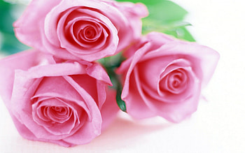 Three Pink Roses, pink, beautiful, roses, pretty HD wallpaper