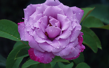 Rose, trandafir, pink, flower HD wallpaper
