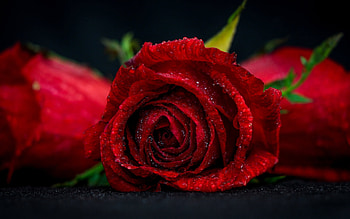 Red roses, Flowers, Roses, Water, Drops HD wallpaper