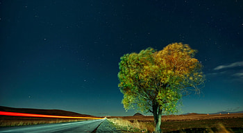 Windswept, wind, sky, lights, tree HD wallpaper