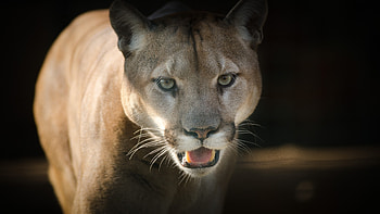 Magnificent pumas, Untamed wilderness, Nature's guardians, Silent prowlers HD wallpaper