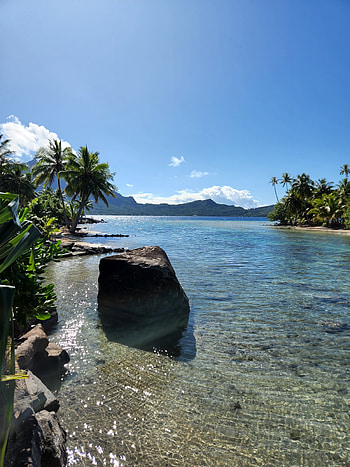 BORA BORA, ocean, island, palm, borabora, water HD phone wallpaper