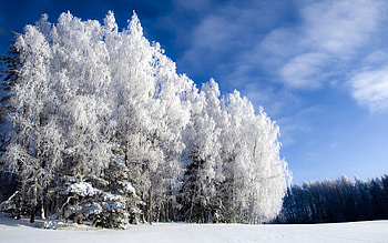 Winter, Nature, Sky, Snow, Hoarfrost, Frost, Glade, Polyana, Birch, Clear, From Below HD wallpaper