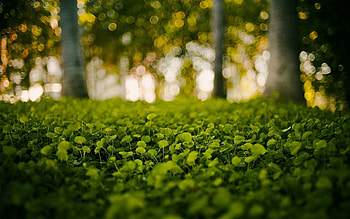 Nature, Grass, Leaves, Shine, Light HD wallpaper