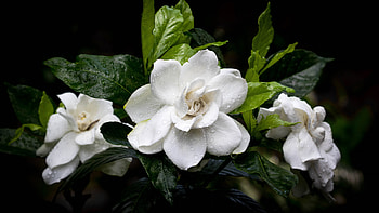 Water drops, Camellia HD wallpaper