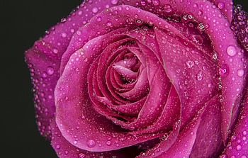Rose, black, gorgeous, water drops, pink, wet, flower, dew, macro HD wallpaper