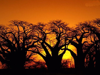 Baobab Trees on Sunset, landscape, trees, nature, sunset HD wallpaper