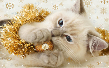 Christmas Kitten. - Cats (36711894) - Fanpop HD wallpaper