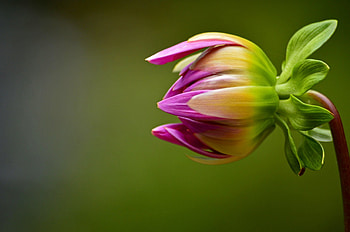 Dahlia, Flowers, Dahlias, Flower HD wallpaper