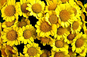 Flowers, Close-Up, Solar HD wallpaper